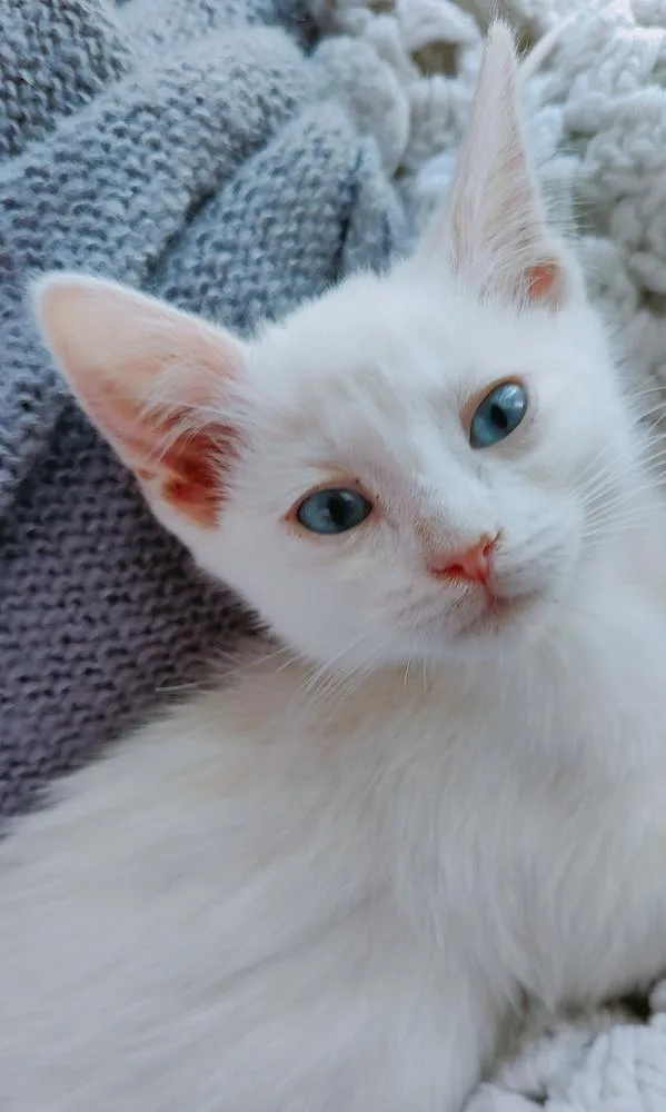 Savannah thumbnail 4