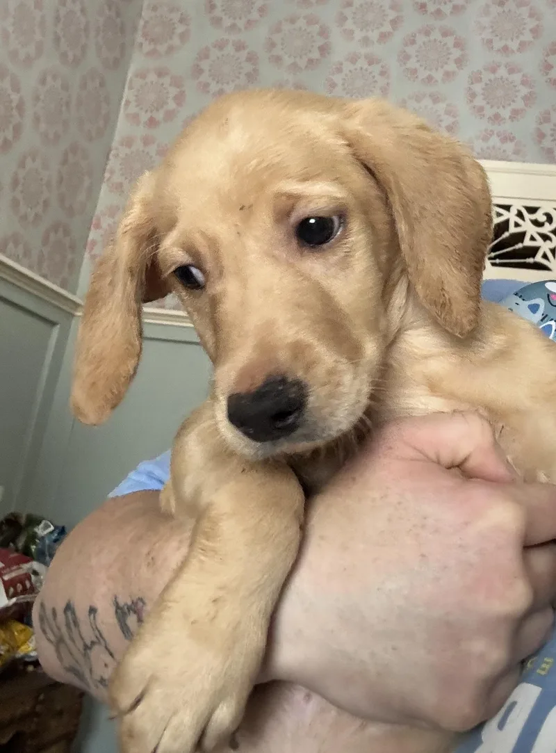 A baby medium-sized female Golden Retriever dog named Katie for adoption in Pontotoc, MS