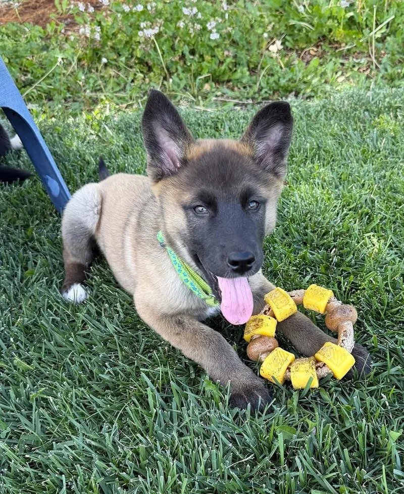 Puppy Dolly
