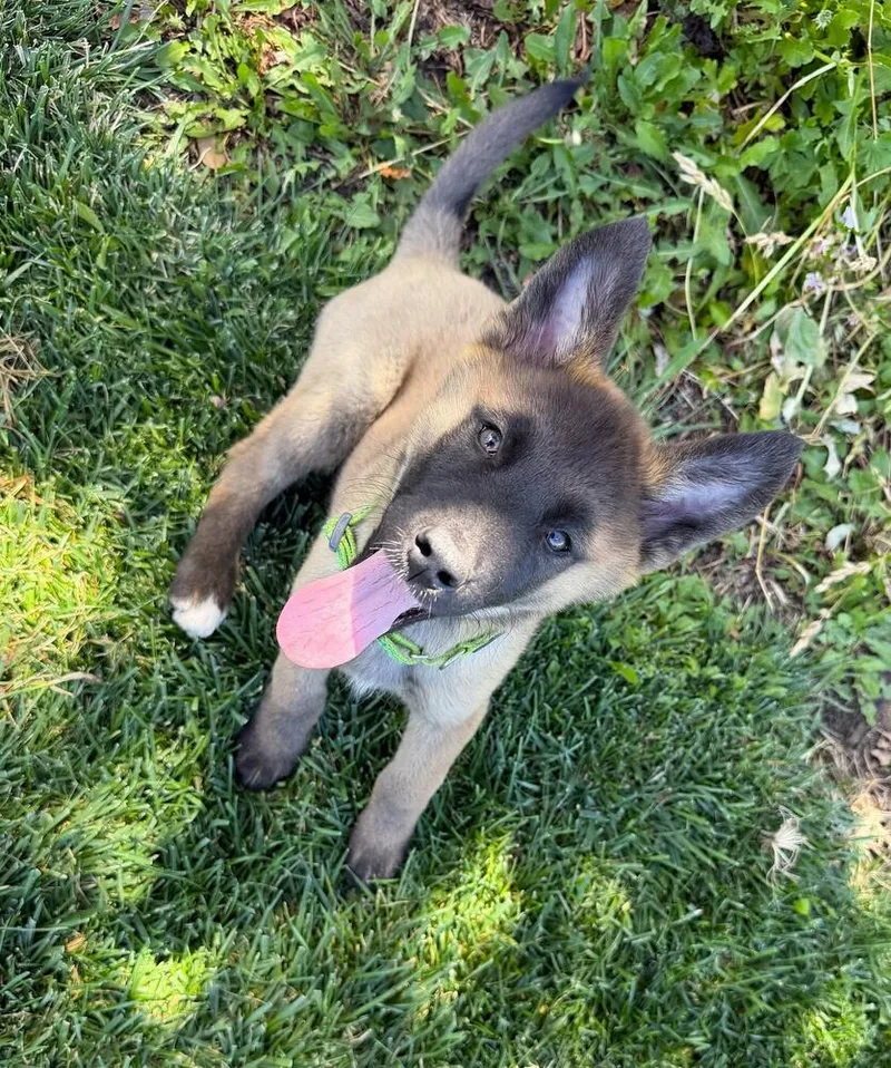 Puppy Dolly thumbnail 3
