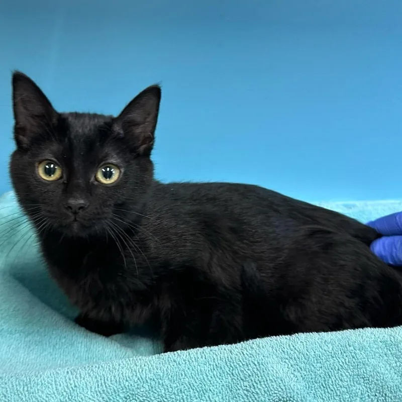 A baby small-sized male Black Domestic Short Hair cat named Hank for adoption in Mount Vernon, IN