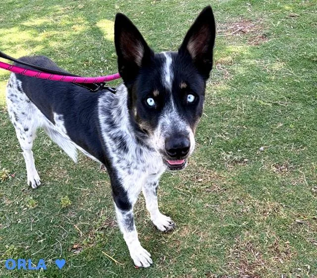A young medium-sized male Australian Cattle Dog / Blue Heeler dog named Orla for adoption in Tucson, AZ