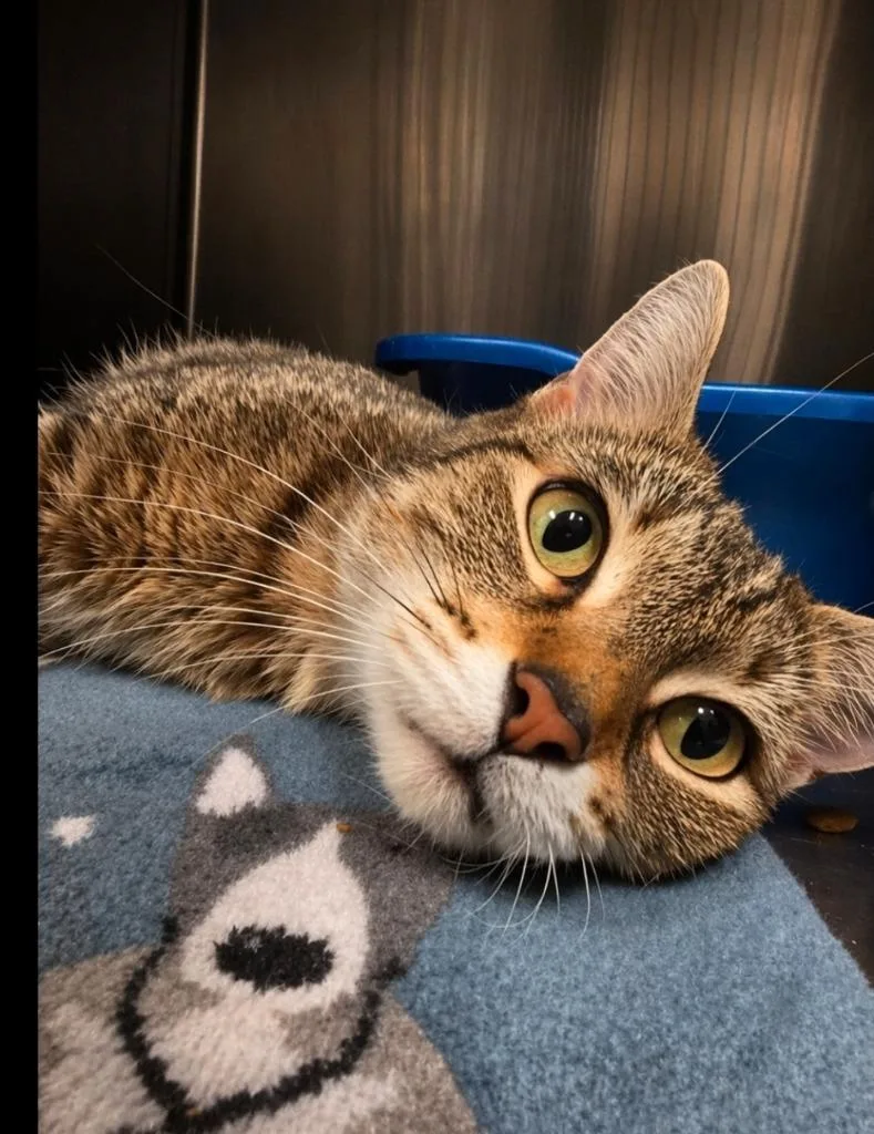 An adult small-sized female Domestic Short Hair cat named Frita for adoption in Ocala, FL