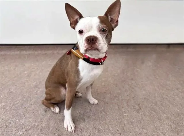An adult small-sized male Boston Terrier dog named Bingo for adoption in Saint Louis, MO