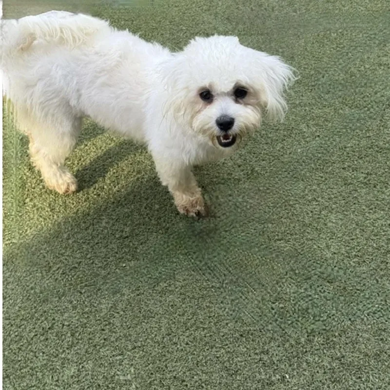 A young small-sized female White / Cream Shih Tzu dog named Annabelle for adoption in Norwalk, CT