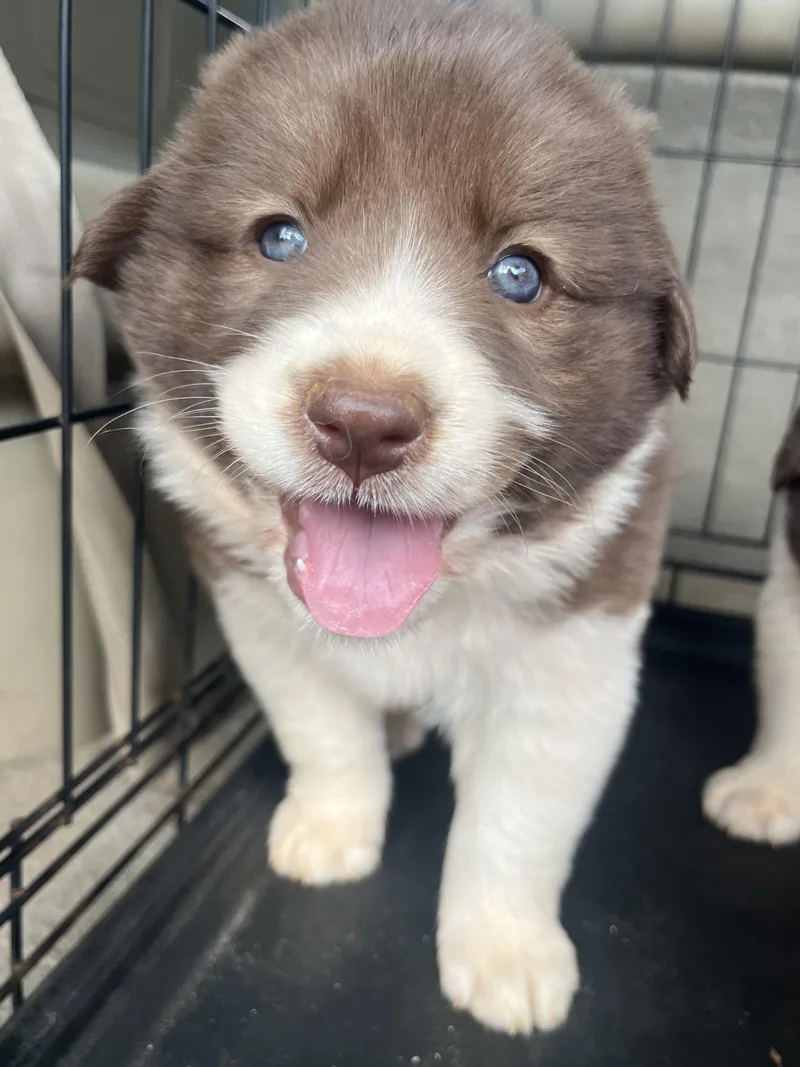 Kahlua