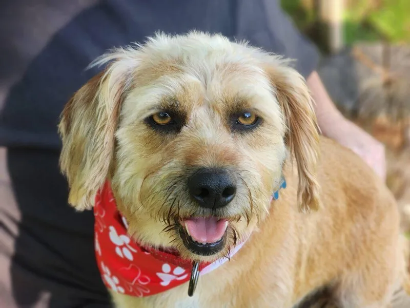 An adult medium-sized male Norfolk Terrier dog named Ringo for adoption in Red Hook, NY