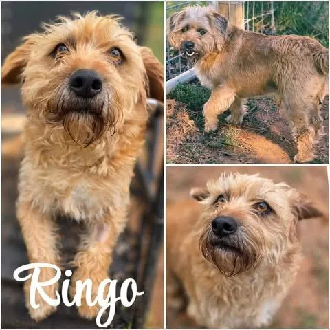 Ringo thumbnail 3
