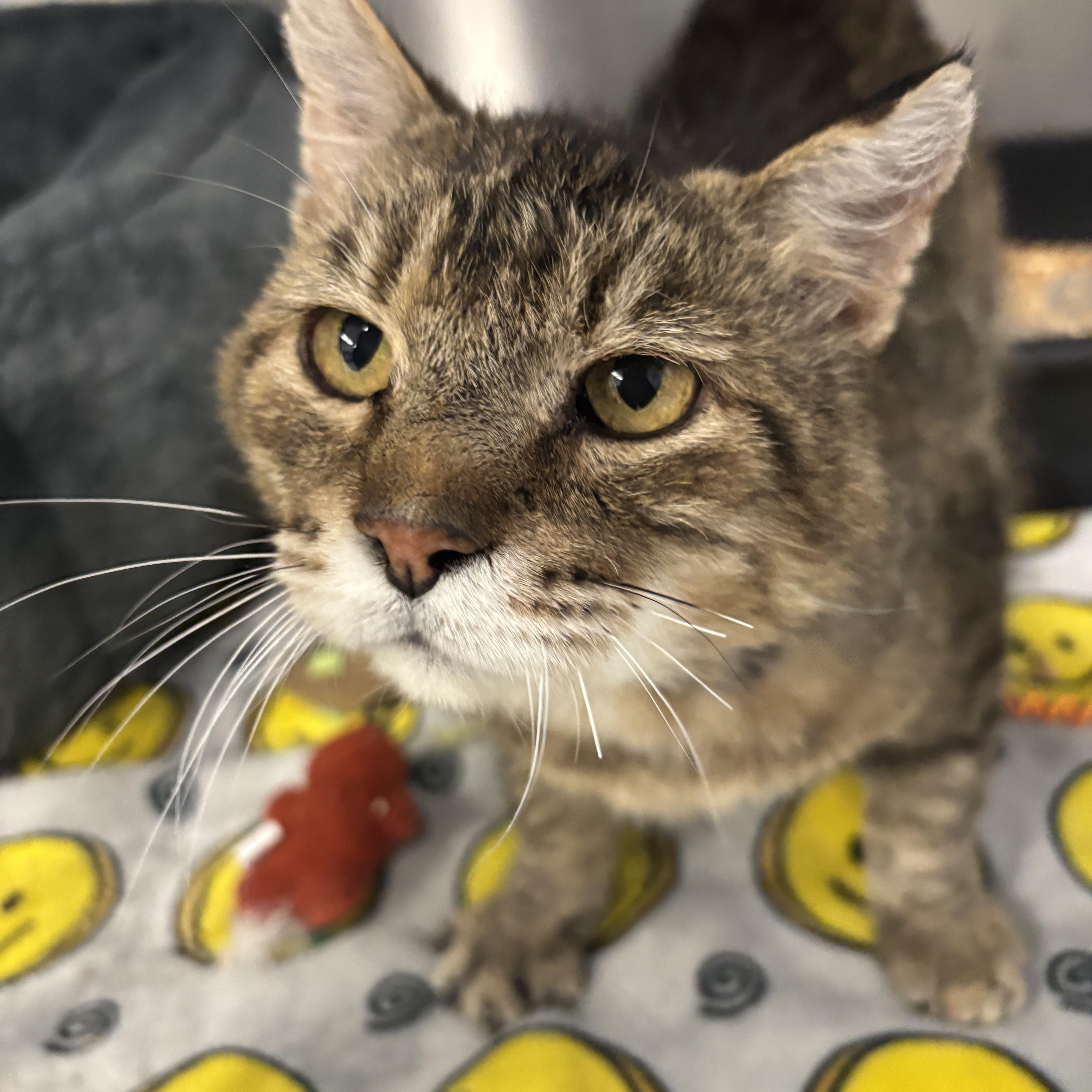 An adult medium-sized male Domestic Short Hair cat named Toast for adoption in Mount Pleasant, MI