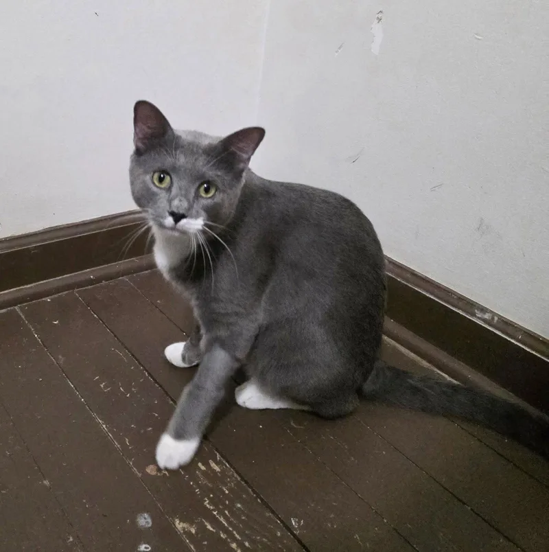 A young medium-sized male Domestic Short Hair cat named Dorian for adoption in Camden, SC