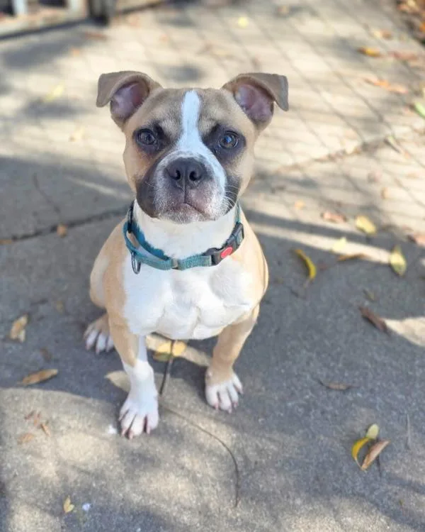 A young medium-sized male French Bulldog dog named Rufus for adoption in Novato, CA