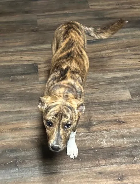 A baby medium-sized female Brindle Hound dog named Marley for adoption in Paron, AR