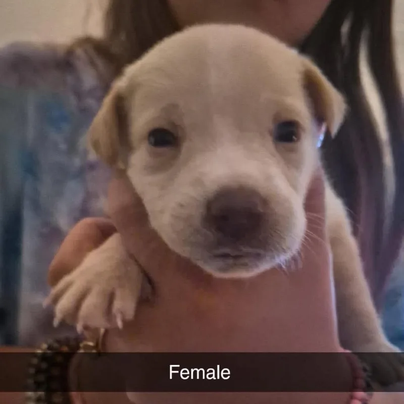 A baby medium-sized female White / Cream Mixed Breed dog named Hearts of Palm for adoption in Fairfax, VA