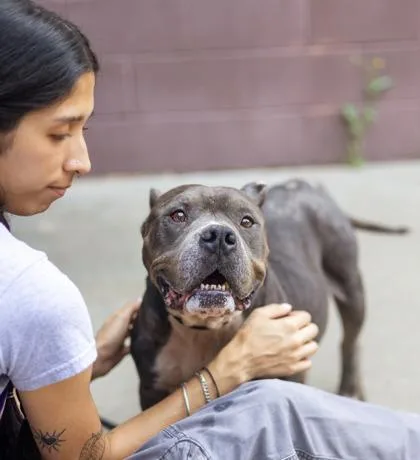 A senior large-sized female Mixed Breed dog named Fairest for adoption in Chamblee, GA