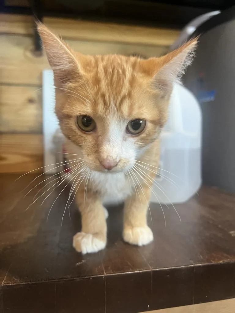 A baby medium-sized male Domestic Short Hair cat named Ron for adoption in St. Cloud, MN