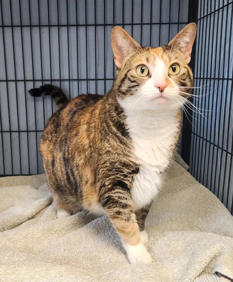 An adult large-sized female Domestic Short Hair cat named Willow for adoption in Clayton, NJ