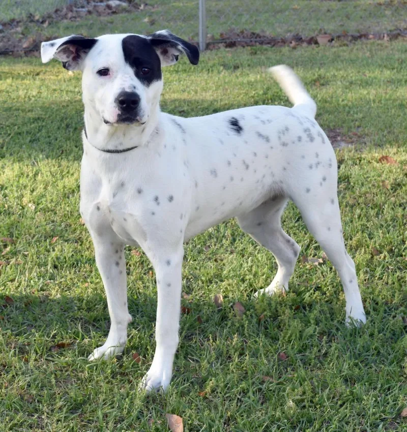 A young medium-sized female Mixed Breed dog named Jules for adoption in Kingsland, GA