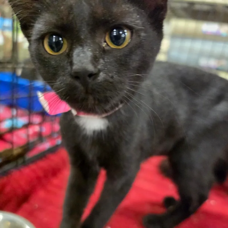 A baby small-sized female Black Domestic Short Hair cat named Kari for adoption in Melrose, FL