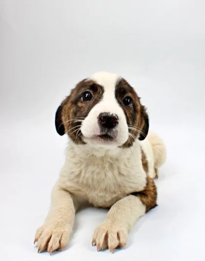 A baby medium-sized female Australian Shepherd dog named Helena for adoption in Morton Grove, IL