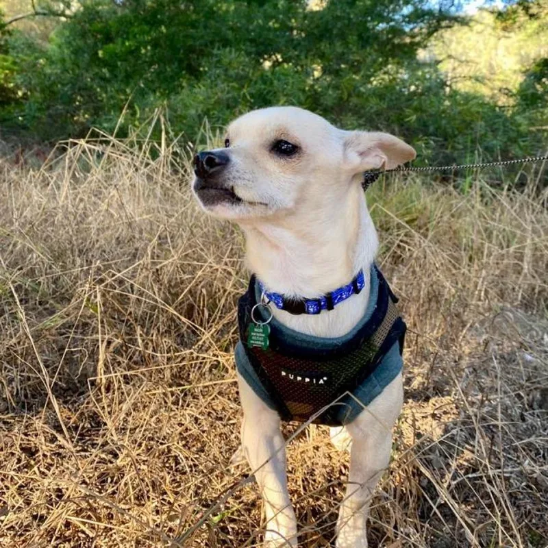 A senior small-sized male Yellow / Tan / Blond / Fawn Chihuahua dog named Rayon for adoption in San Francisco, CA