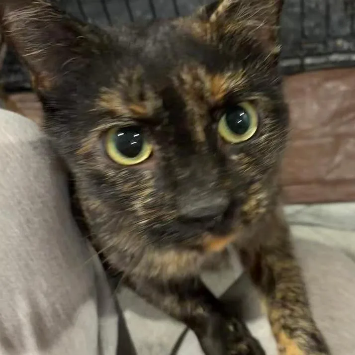 A young small-sized female Tortoiseshell Domestic Short Hair cat named Daisy for adoption in Abingdon, MD