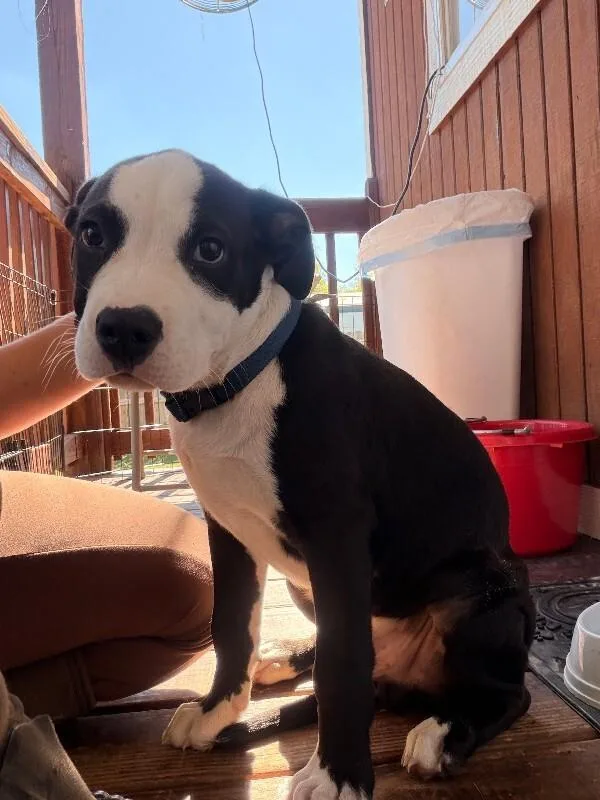 A young medium-sized male Pit Bull Terrier dog named Hank Jr for adoption in Chattanooga, TN