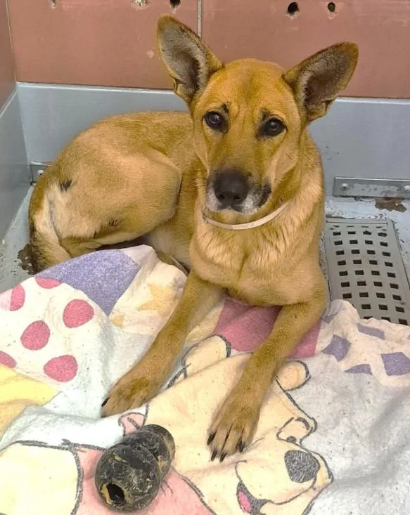 An adult large-sized female Labrador Retriever dog named Fluttershy for adoption in Houston, TX