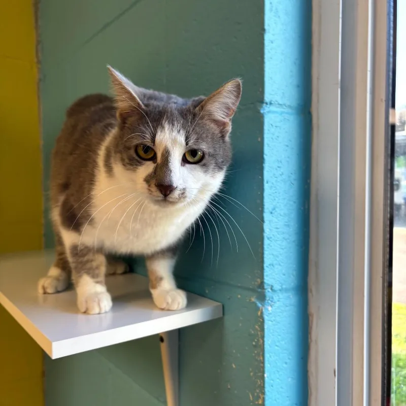 An adult medium-sized male Gray / Blue / Silver Domestic Short Hair cat named Sterling for adoption in Roxboro, NC