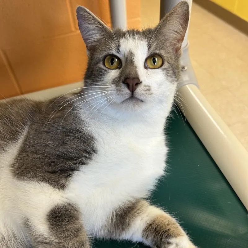 Sterling thumbnail 2