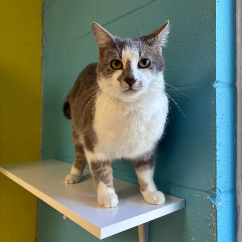 Sterling thumbnail 3