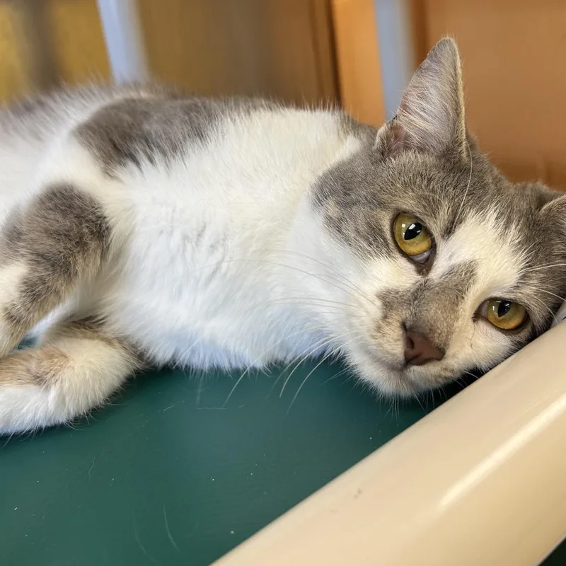 Sterling thumbnail 4