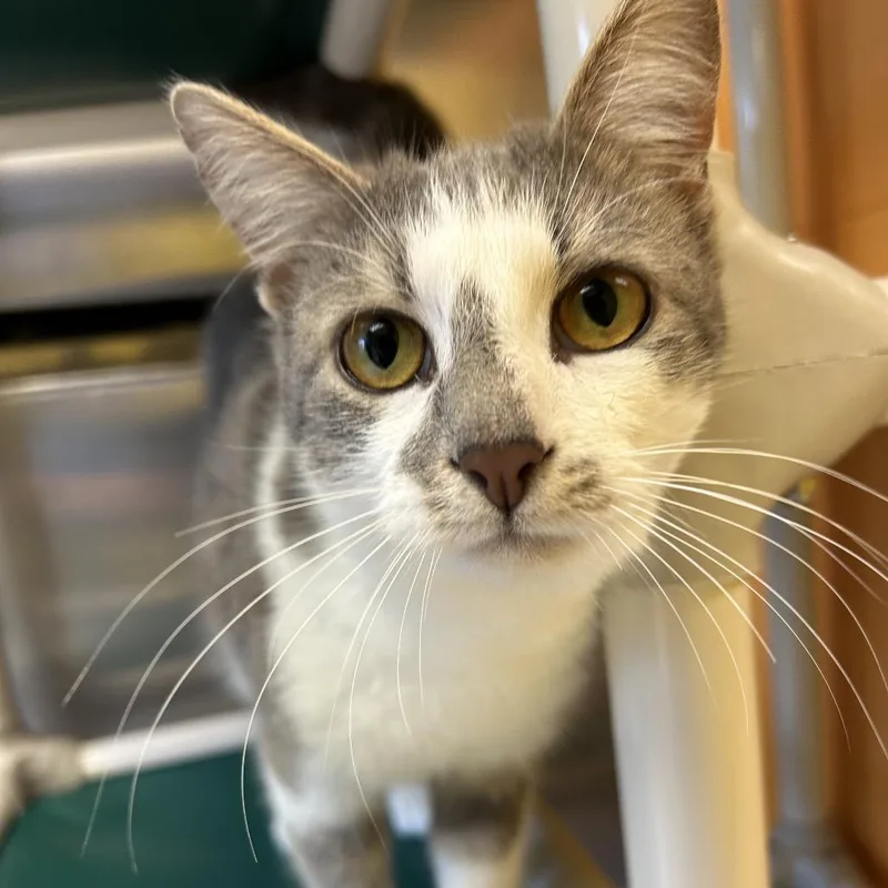 Sterling thumbnail 5