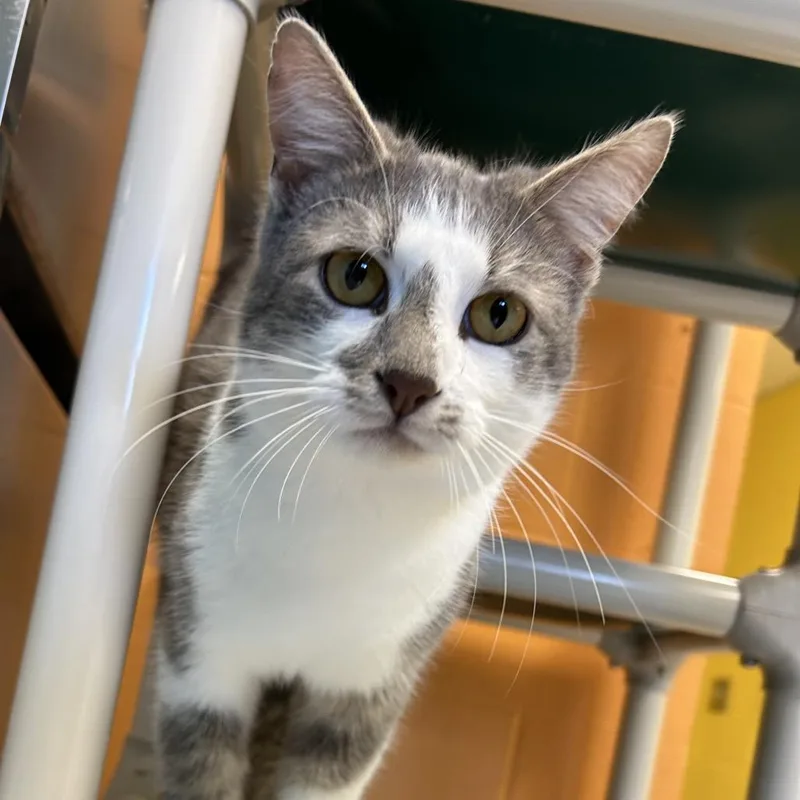 Sterling thumbnail 6