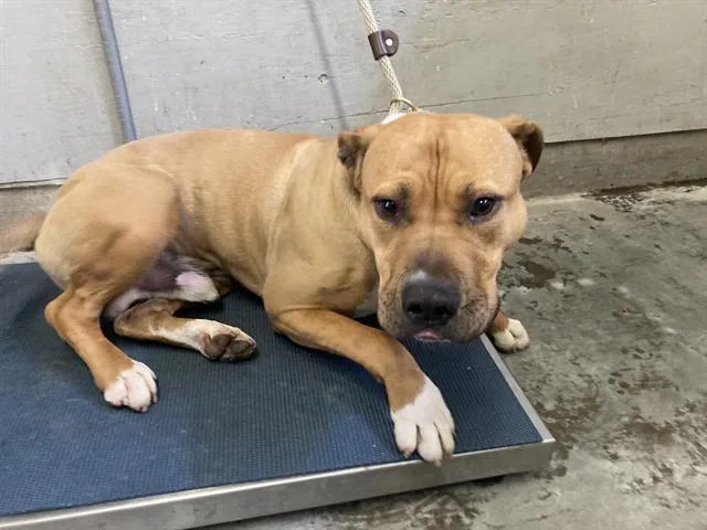 An adult large-sized male Pit Bull Terrier dog named Doogie for adoption in Camarillo, CA