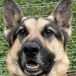 An adult large-sized male German Shepherd Dog dog named Gimli for adoption in Avon, IN