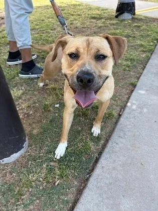 A young medium-sized female Mixed Breed dog named Melany for adoption in Chamblee, GA