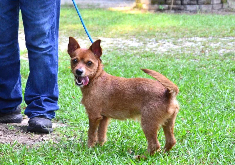 A young small-sized male Terrier dog named Jake for adoption in Willingboro, NJ
