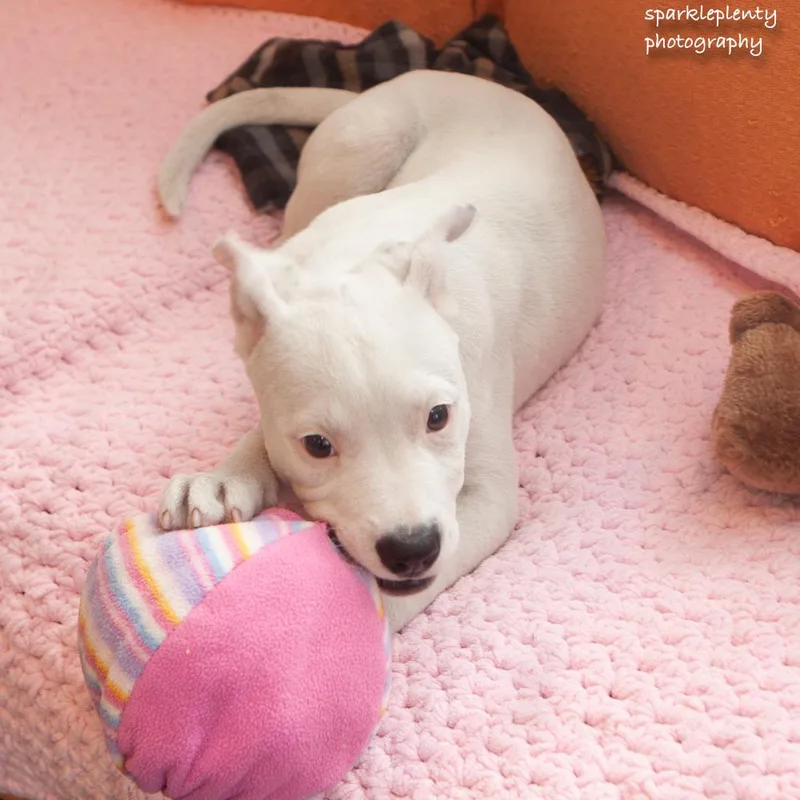 A baby medium-sized male White / Cream Mixed Breed dog named Eraser for adoption in Ridgefield, CT
