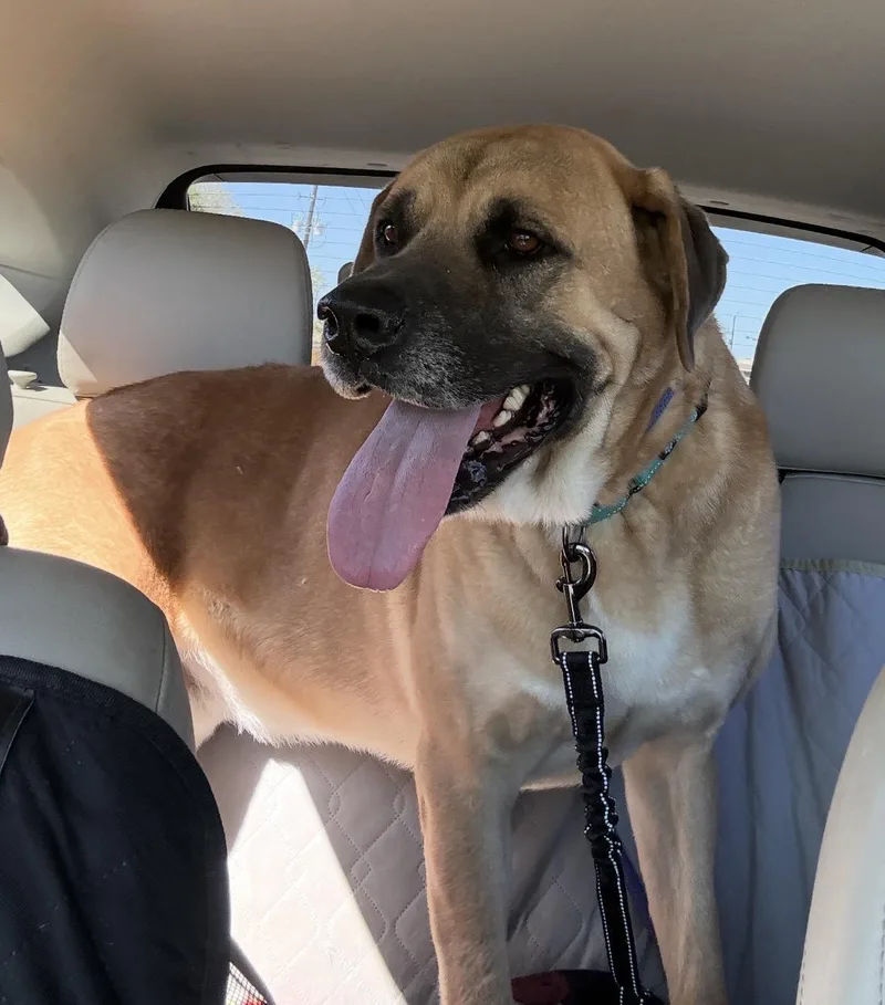 Tiny  The Biggie thumbnail 5