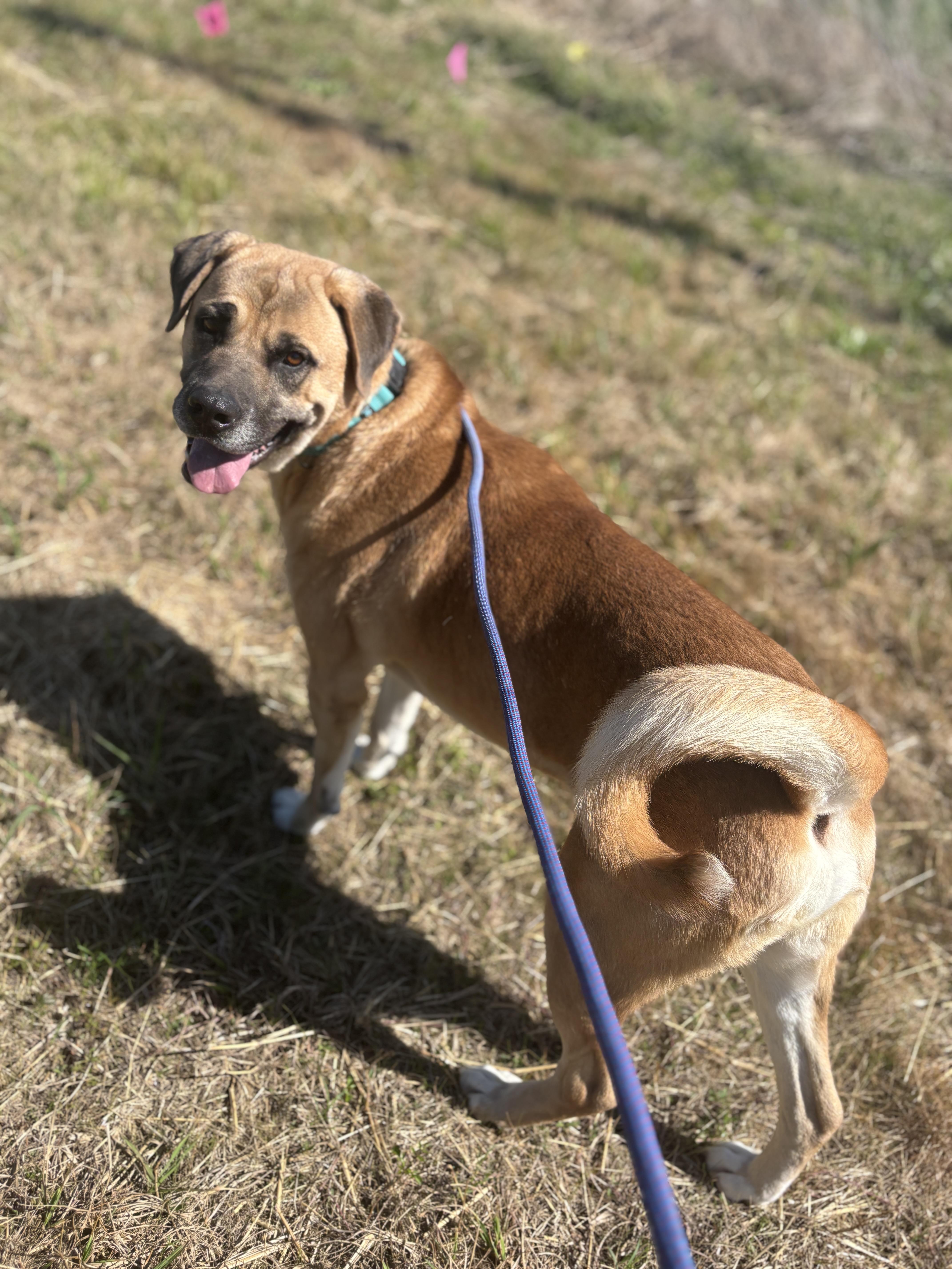 An adult large-sized male Golden Bullmastiff dog named Tiny  The Biggie for adoption in Houston, TX