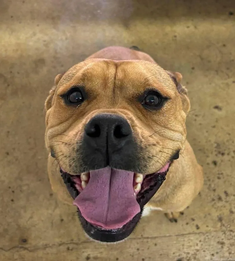 A young medium-sized female Bull Terrier dog named Coco for adoption in Lagrange, IN