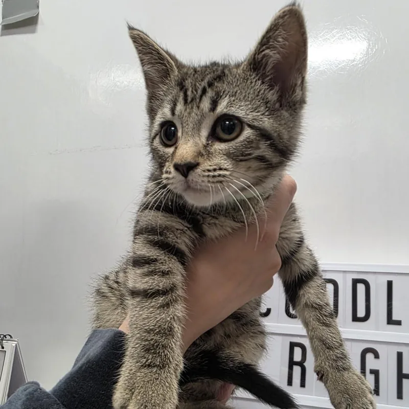 A baby small-sized male Brown / Chocolate Domestic Short Hair cat named Jubilee for adoption in Fort Wayne, IN