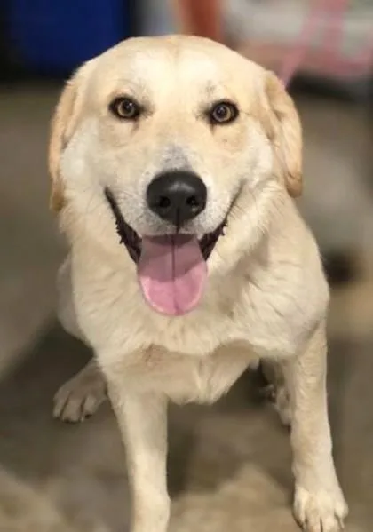 An adult large-sized male Mixed Breed dog named Theodore for adoption in Madison, NJ