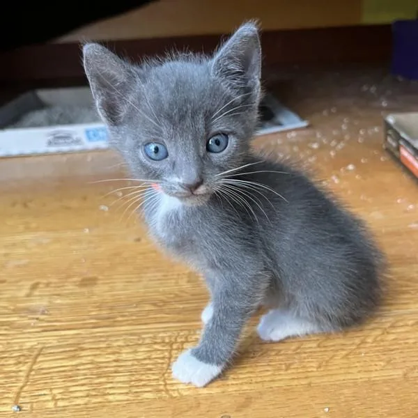 A baby small-sized male Domestic Short Hair cat named Ray for adoption in Oakland, CA