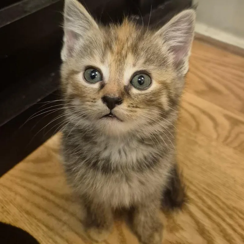 A baby small-sized female Calico Domestic Short Hair cat named Poppy for adoption in Washington, DC