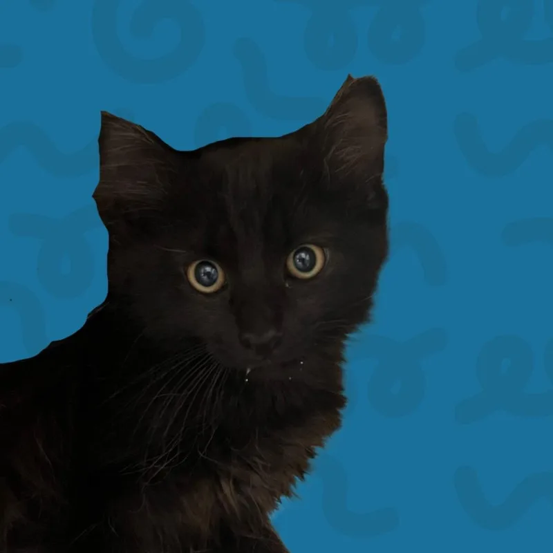 Rocket thumbnail 2