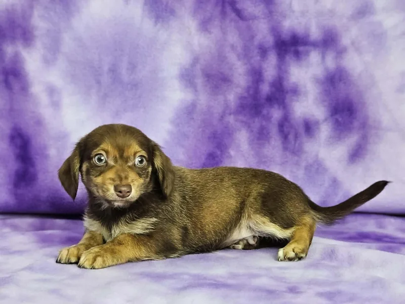 A baby small-sized male Brown / Chocolate Chiweenie dog named Belvedere for adoption in East Sparta, OH
