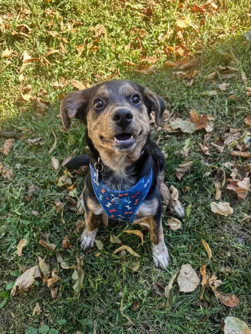 A baby medium-sized female Mixed Breed dog named Smoochie for adoption in De Pere, WI