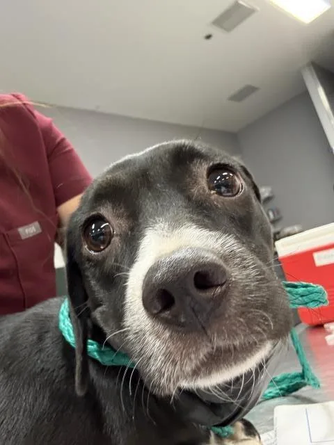 A young small-sized female Chihuahua dog named Sally for adoption in Riverside, CA