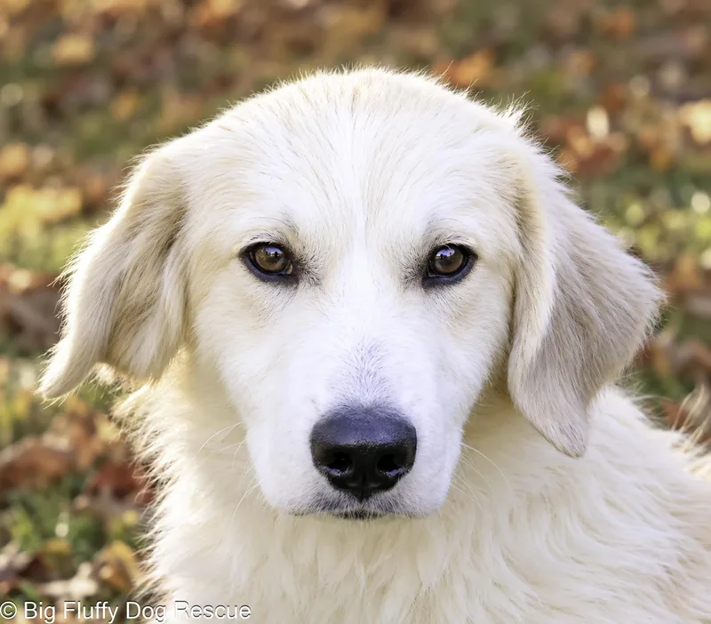 A baby large-sized male Golden Great Pyrenees dog named Benjamin for adoption in Nashville, TN